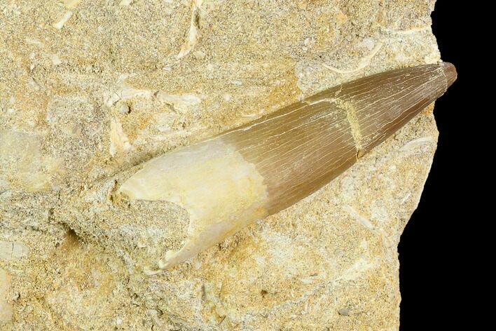Fossil Plesiosaur (Zarafasaura) Tooth - Morocco #127463